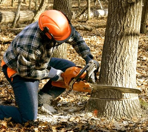Tree Removal in Gustine, TX